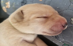 Labrador Retriever dogs for sale: Labrador Puppies for sale pedigree  - Image 26
