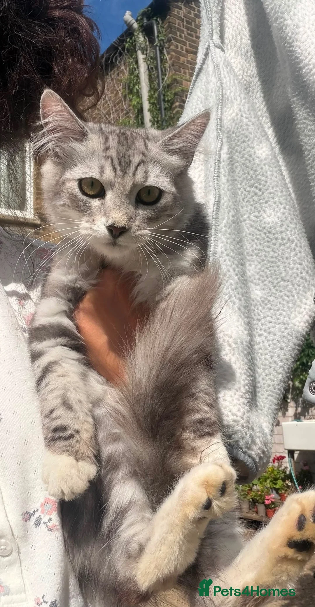 Maine Coon cats for sale: 2 grey main coone boys  - Advert 4