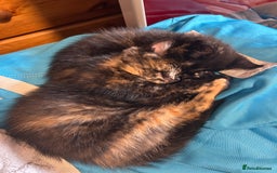 Mixed Breed cats for sale: Kittens looking for a home  - Image 2
