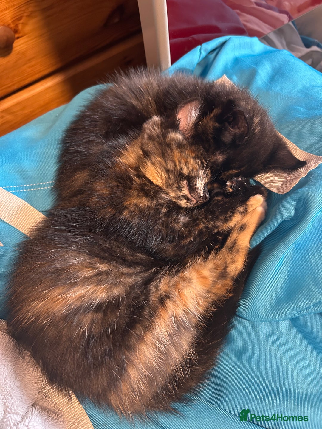 Mixed Breed cats for sale: Kittens looking for a home  - Image 2