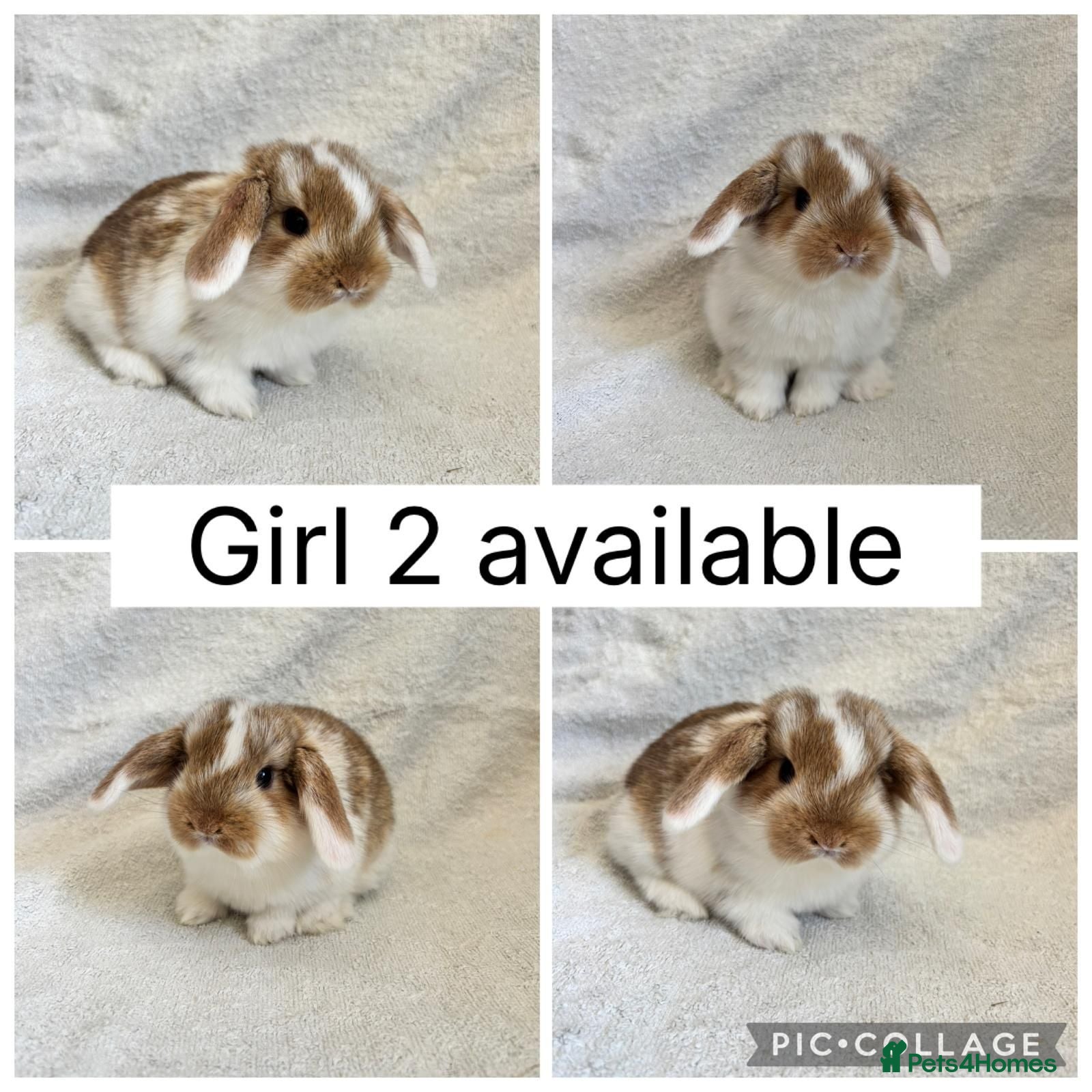 Mini Lop rabbits Beautiful baby mini lops CAN LEAVE NOW - Advert 1