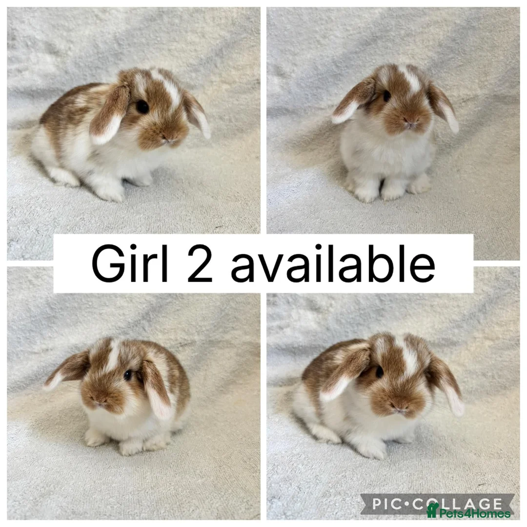 Mini Lop rabbits for sale: Beautiful baby mini lops CAN LEAVE NOW - Advert 1