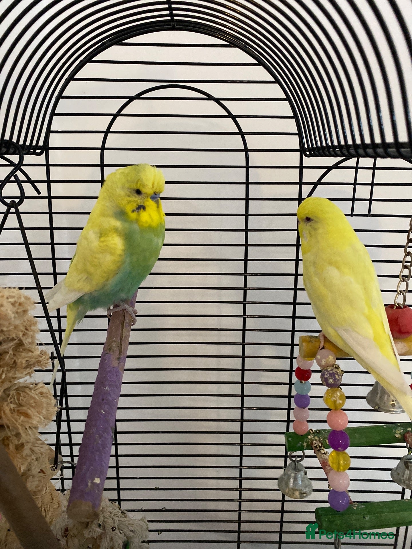 Budgerigars birds budgies - Advert 3