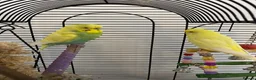 Budgerigars birds for sale: budgies in Southampton - Advert 1