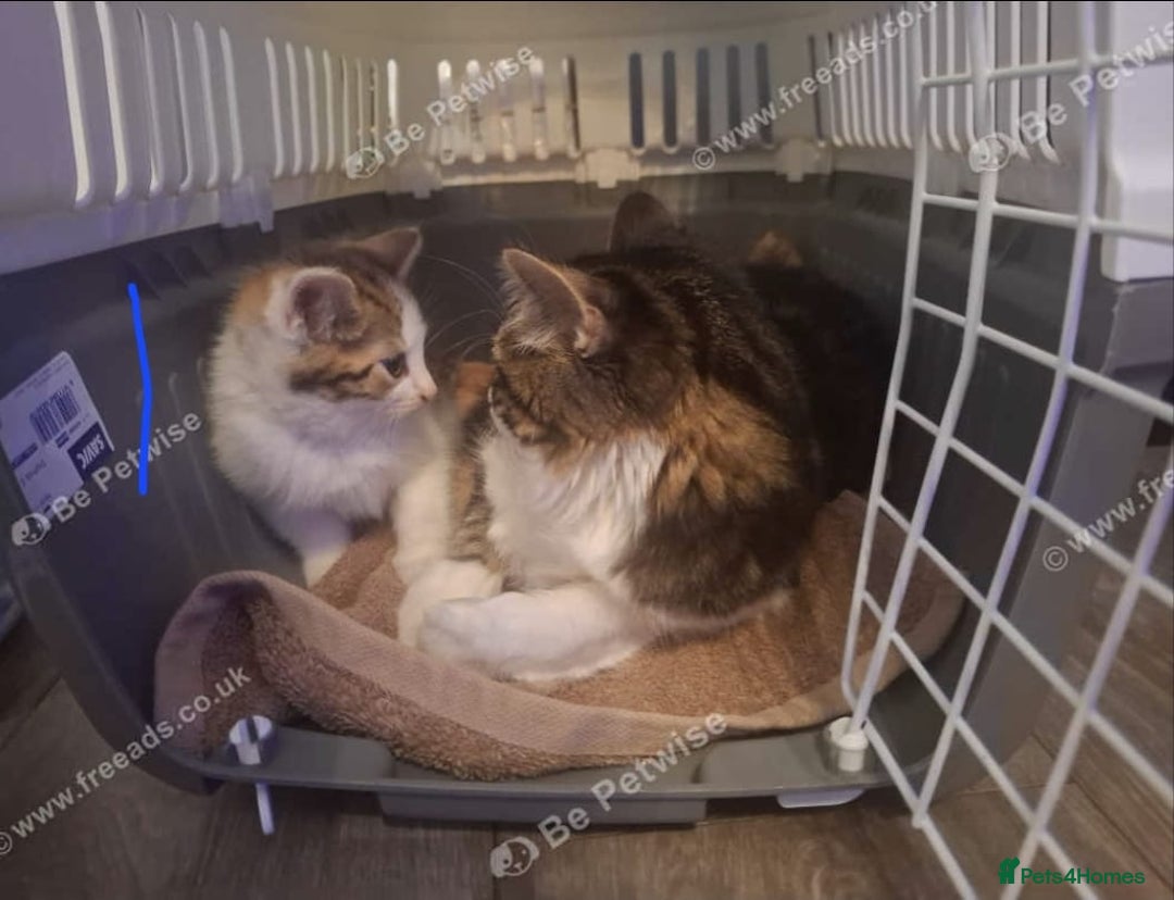 Mixed Breed cats for sale: Boy kitten - Advert 6