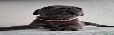 Staffordshire Bull Terrier 2