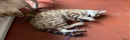 Bengal cats for sale: Perfect TICA pedigree Bengal boys  - Advert 11