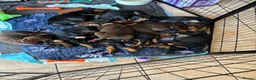 Dobermann dogs for sale: 9 Doberman Puppies- Ready to leave 6th June - Advert 3