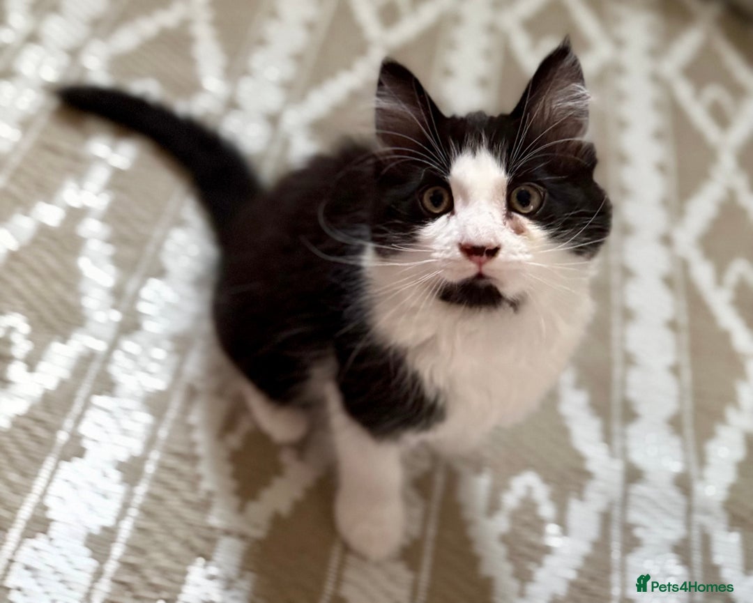 Domestic Shorthair cats for sale: Cute kittens for sale - Image 20