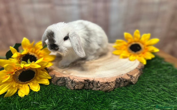 Mini Lop rabbits - Advert 15