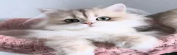 British Longhair cats for sale: Gorgeous Blue Golden British Shorthair  in Worksop - Advert 1