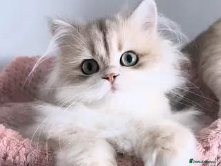 British Longhair cats Gorgeous Blue Golden British Shorthair - Advert 2