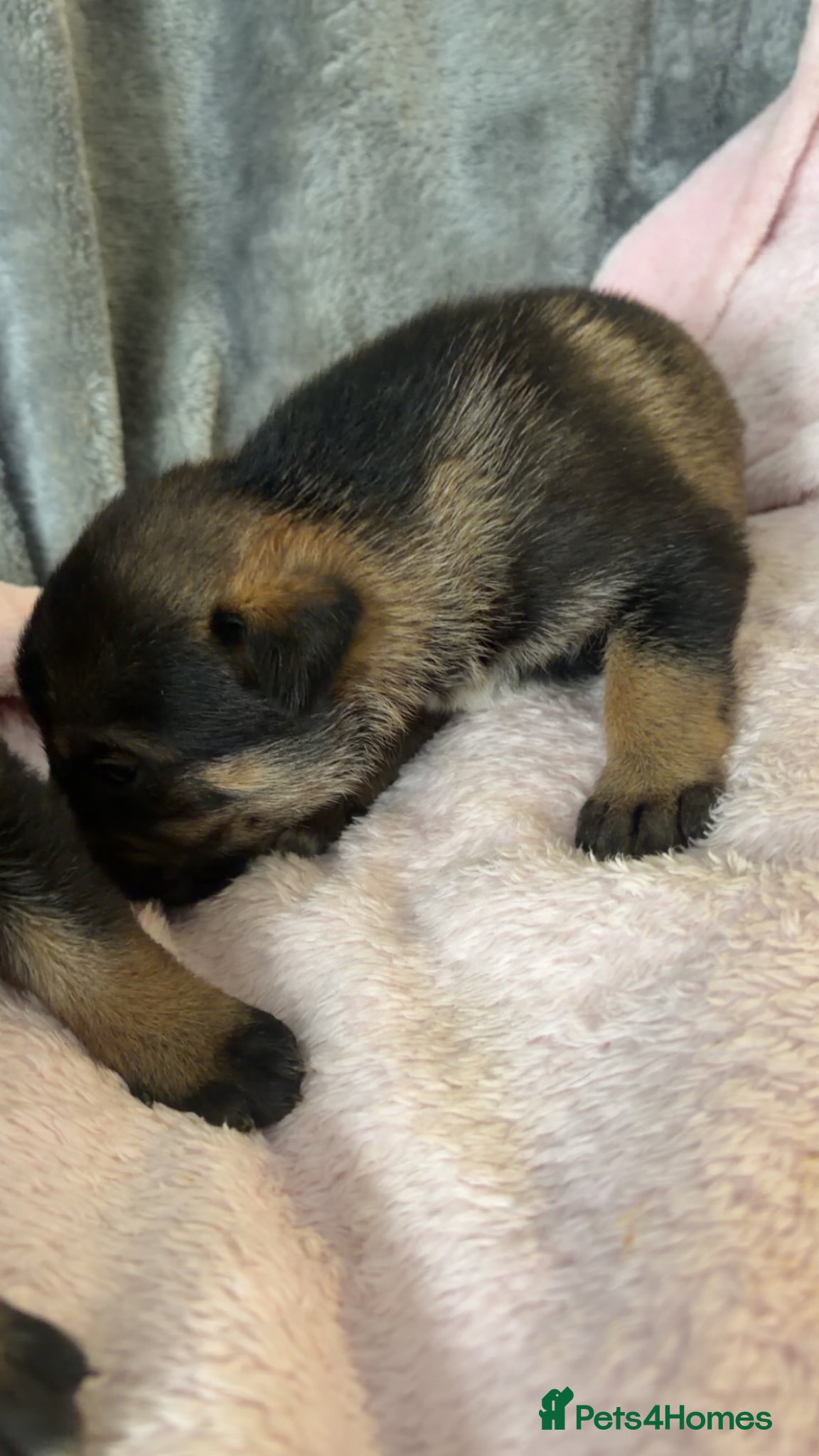 Mixed Breed dogs for sale: Belgian Mali x German shepherd  - Advert 4
