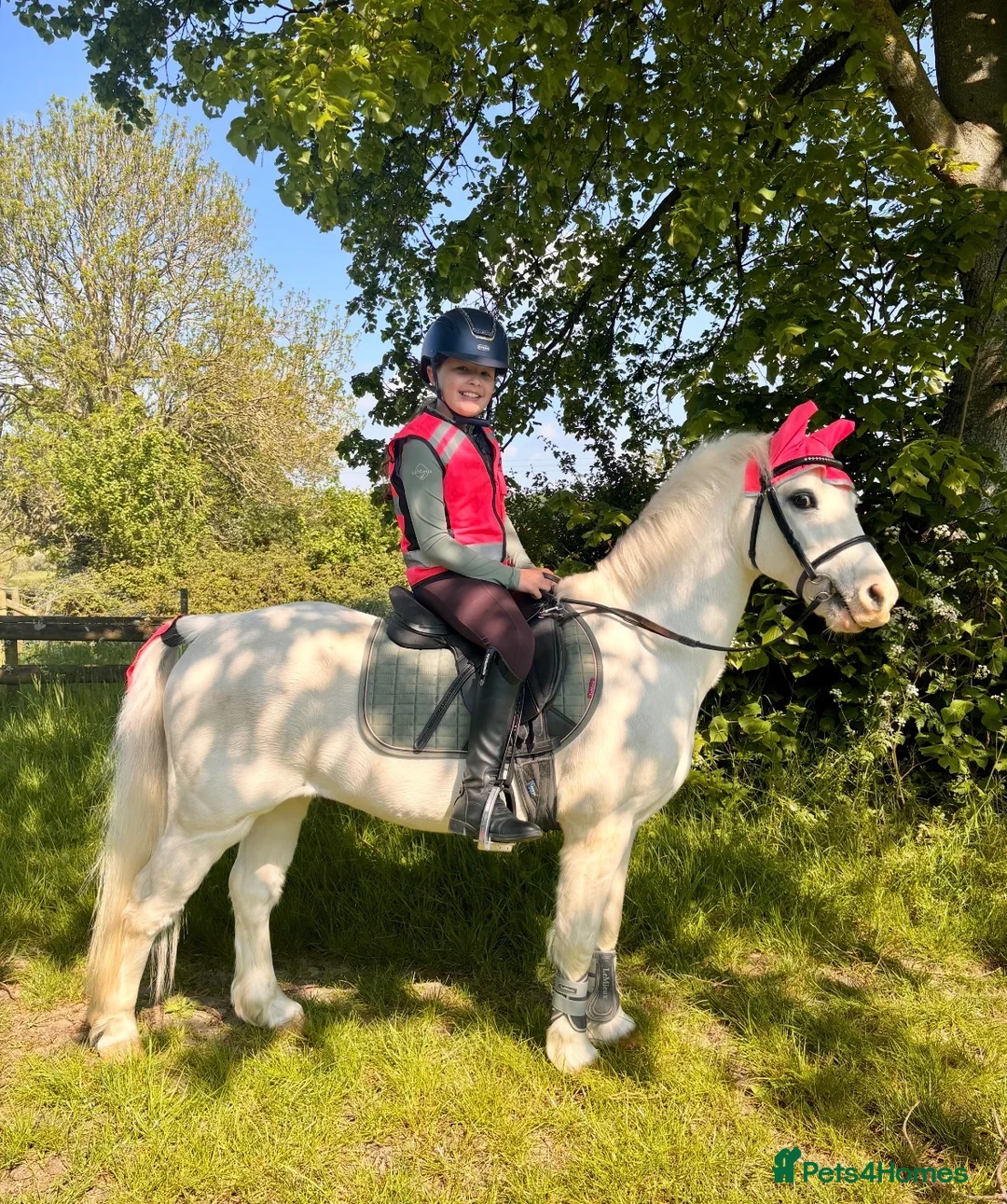 Welsh Section A horses for sale: Welsh Section A Pony in Aylesbury - Advert 2