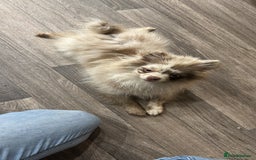 Pomeranian dogs for sale: 4 month old Merle Pomeranian boy  - Image 3