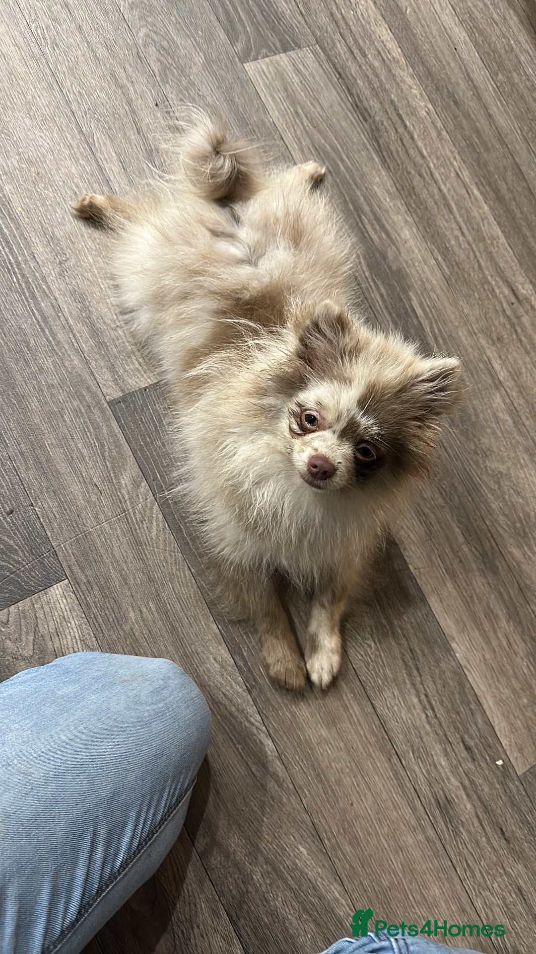 Pomeranian dogs for sale: 4 month old Merle Pomeranian boy  - Image 3