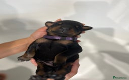 Dobermann dogs for sale: 🏆Supreme Dobermanns - Where Excellence Begins 🏆 - Image 19