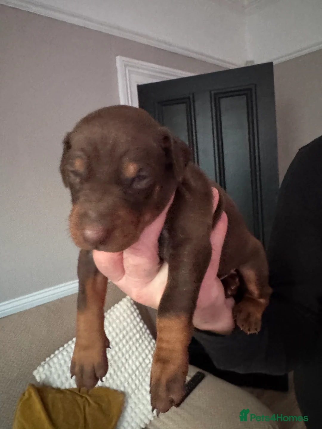 Dobermann dogs for sale: Beautiful Doberman puppies  - Advert 12