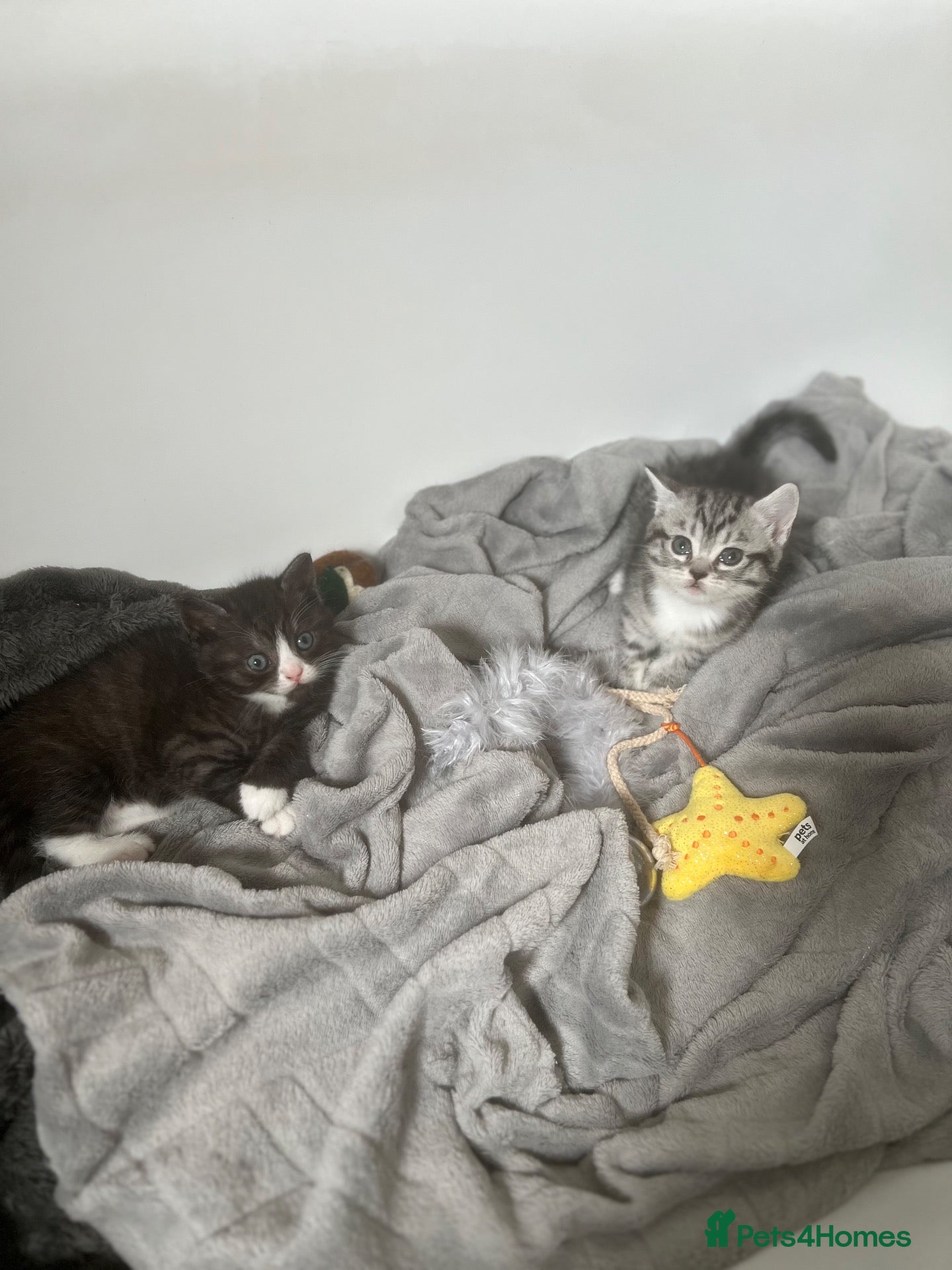 British Shorthair cats Beautiful British Shorthair&eExoticShorthair - Advert 8