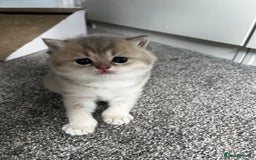 British Longhair cats for sale: ✨ Three adorable British Short/longhair kittens  - Image 11