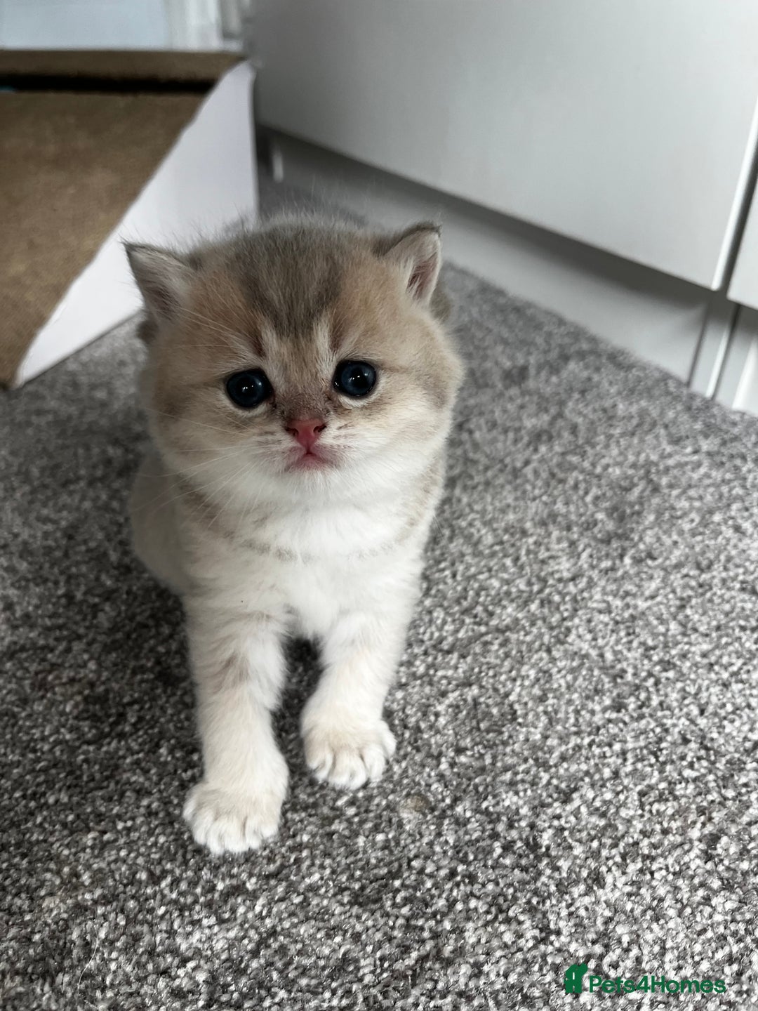 British Longhair cats for sale: ✨ Three adorable British Short/longhair kittens  - Image 11
