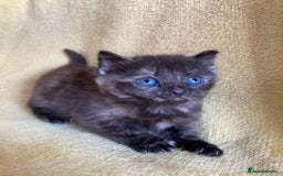 Maine Coon cats for sale: Maine coon x - Image 15