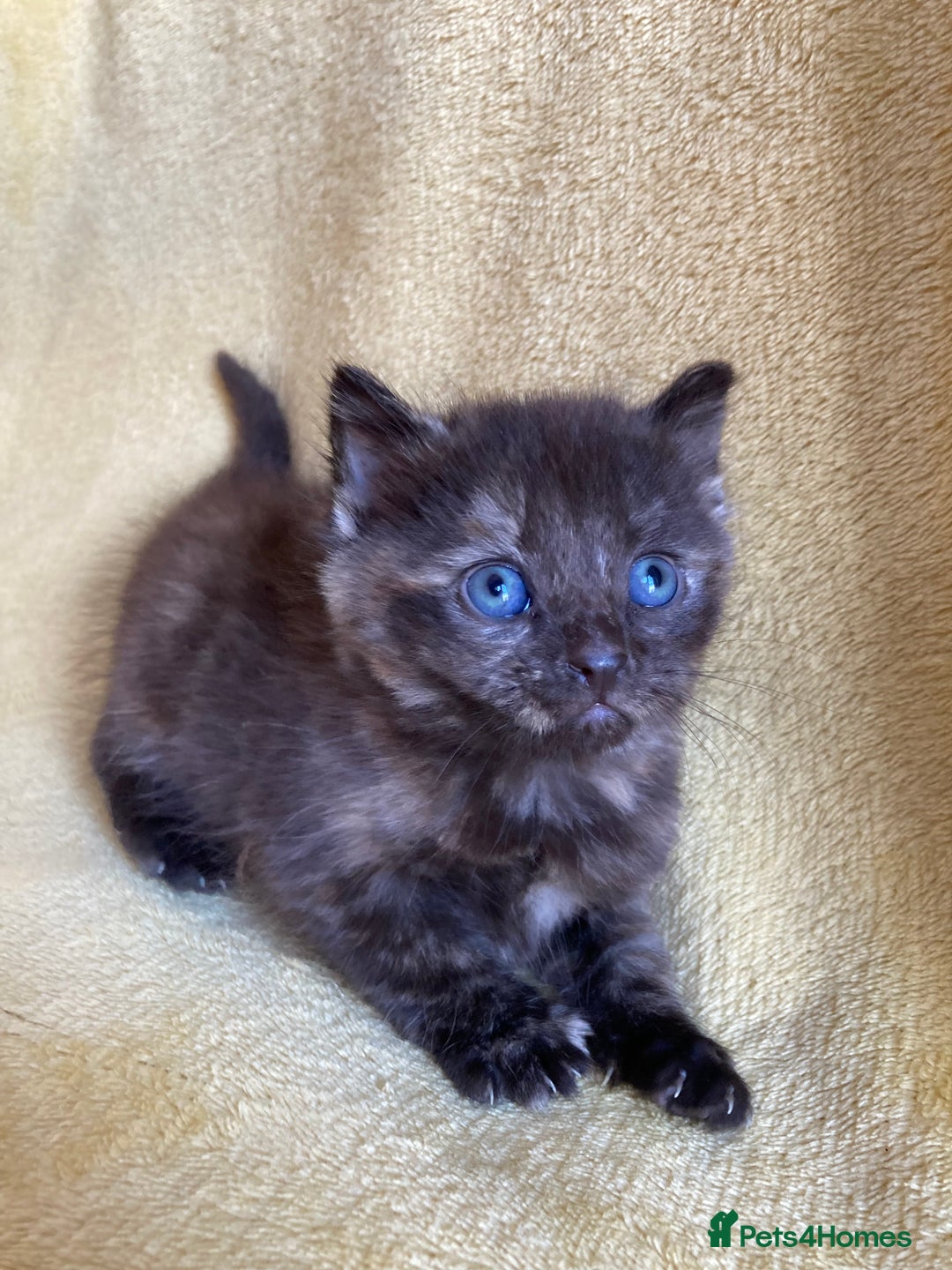 Maine Coon cats for sale: Maine coon x - Image 15