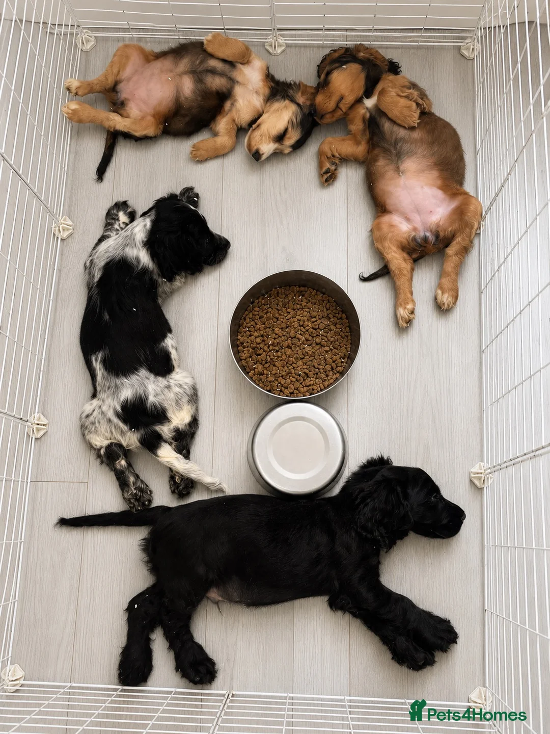 Cocker Spaniel dogs for sale: 2 beautiful cocker spaniel puppies - Advert 2