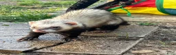Ferret rodents for sale: Male ferret  - Advert 2