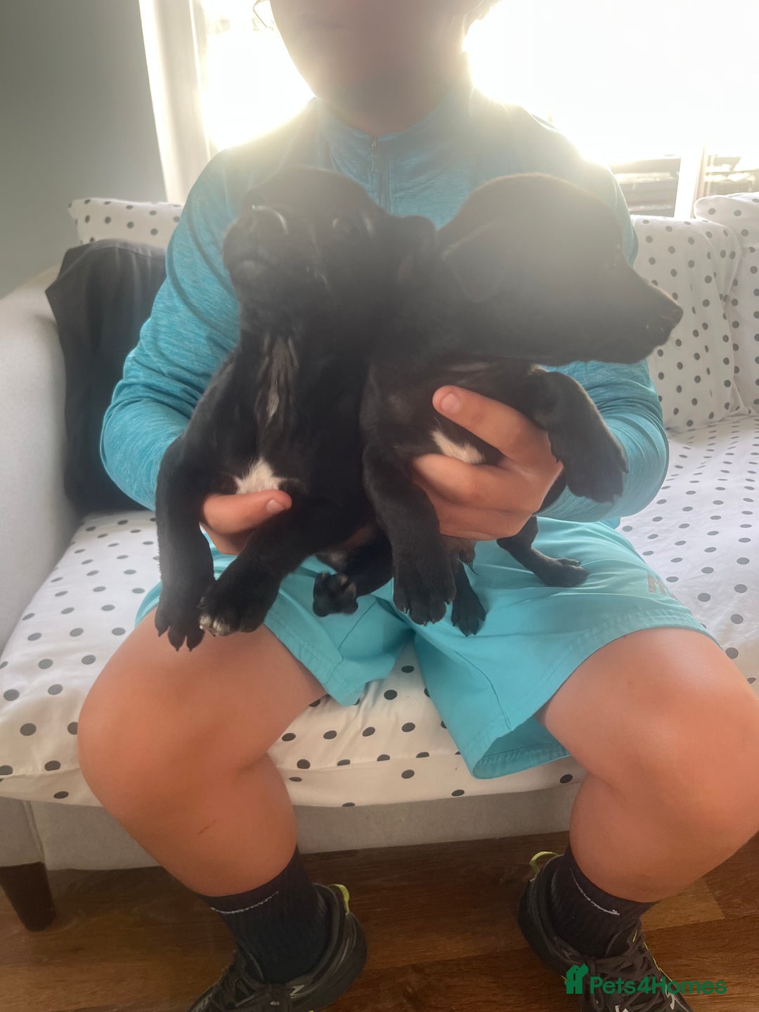 Jack Russell dogs for sale: Jack russsell puppy’s for sale small type - Image 11