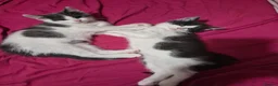 Mixed Breed cats for sale: Kittens ready now  in Rochester - Advert 4
