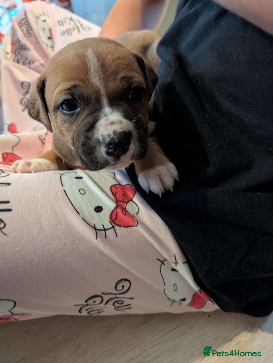 Mixed Breed dogs for sale: Staffy X pups  - Advert 7
