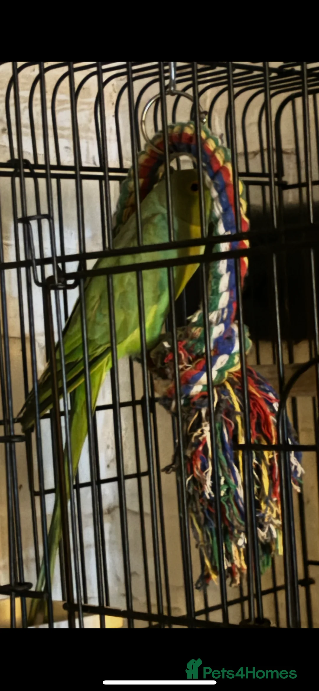 Ringnecks birds for sale: Two Beautiful Green Ringneck Parrots  - Advert 5