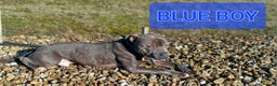 Staffordshire Bull Terrier dogs for stud: BLUE STAFFORDSHIRE BULL TERRIER STUD - Advert 2