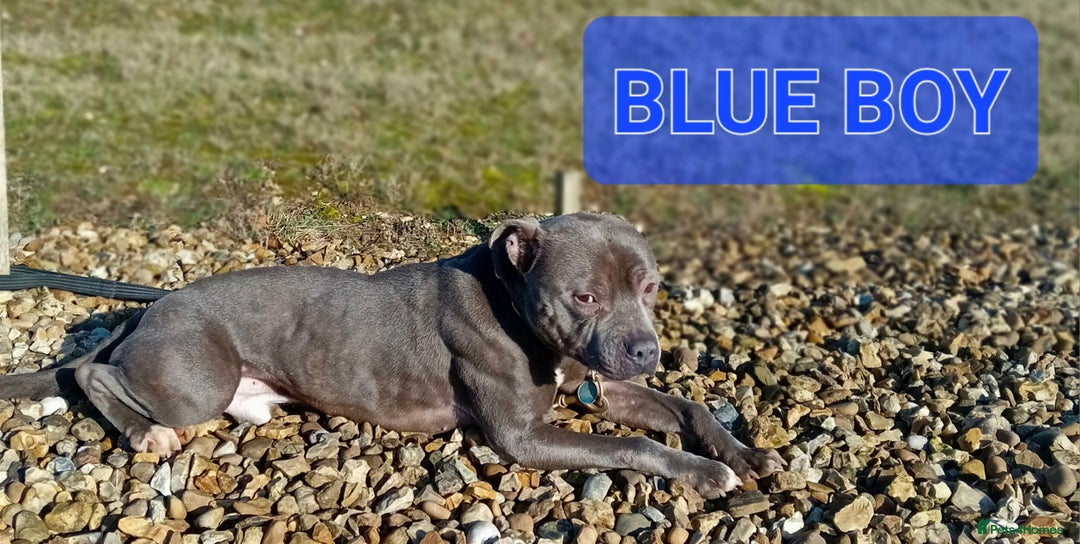 Staffordshire Bull Terrier dogs for stud: BLUE STAFFORDSHIRE BULL TERRIER STUD - Advert 2