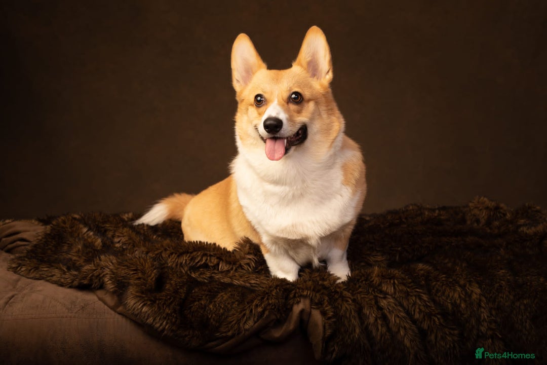 Welsh Corgi Pembroke dogs for sale: Champion bloodlines on both sides, great with kids - Advert 14