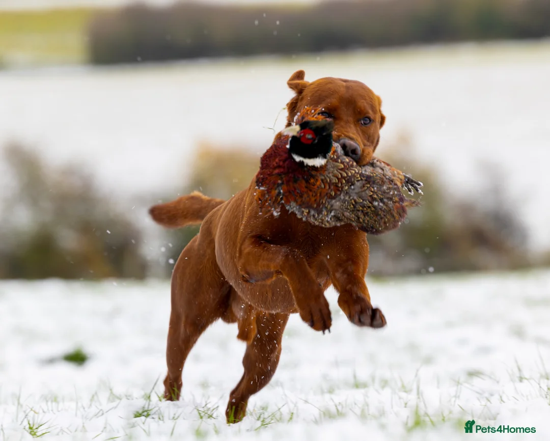 Labrador Retriever dogs for stud: AGLABS ICON - HEALTH TESTED DARKEST FOX RED in Grantham - Advert 32
