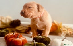 Labrador Retriever dogs for sale: Yellow Labrador Puppies - Image 31
