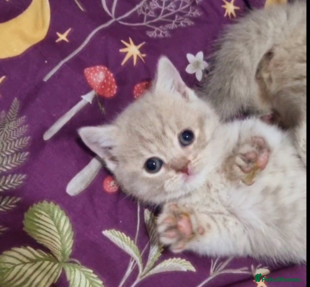 British Shorthair cats for sale: Blue & stripy, boys & girls ava British shorthairs in Eastbourne - Image 13