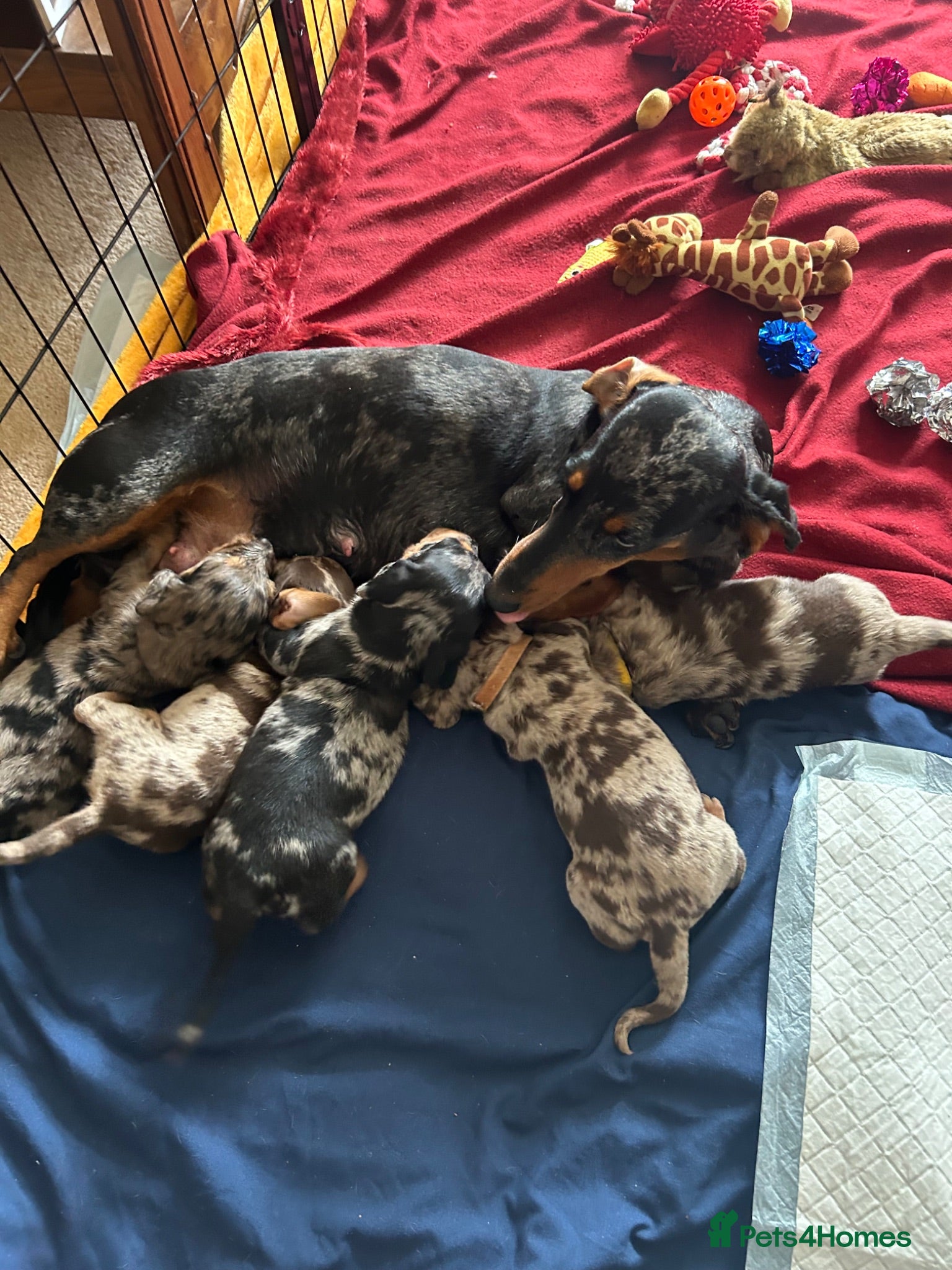 Dachshund dogs Puppies  - Advert 8