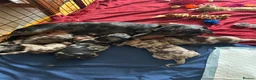 Dachshund dogs for sale: Puppies  - Advert 1