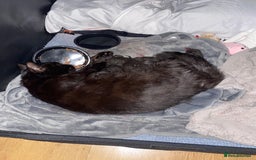 Mixed Breed cats for sale: Bombay x Tabby little girls - Image 17