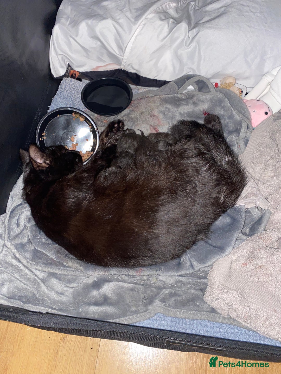 Mixed Breed cats for sale: Bombay x Tabby little girls - Image 17