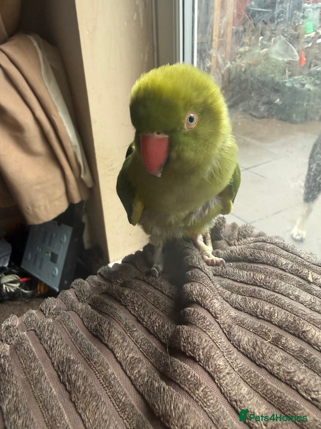 Ringnecks birds for sale: Tame ringneck  - Advert 10