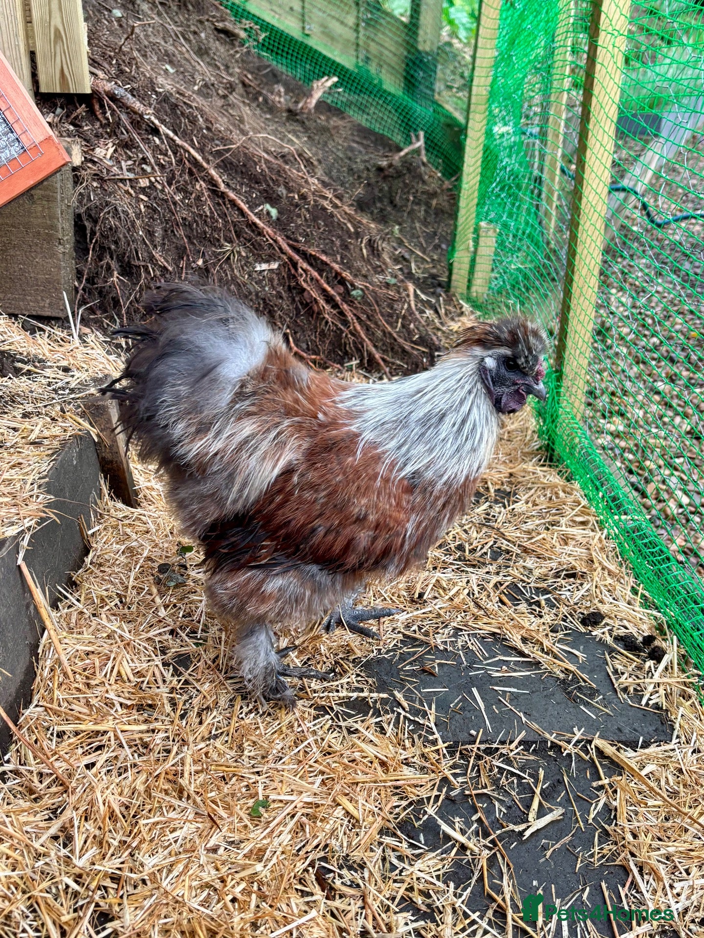 Chickens poultry Silkie Bantam Cockerel - Advert 1