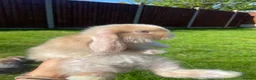 Mini Lop rabbits for sale: 4 beautiful mini lop girls - Advert 2