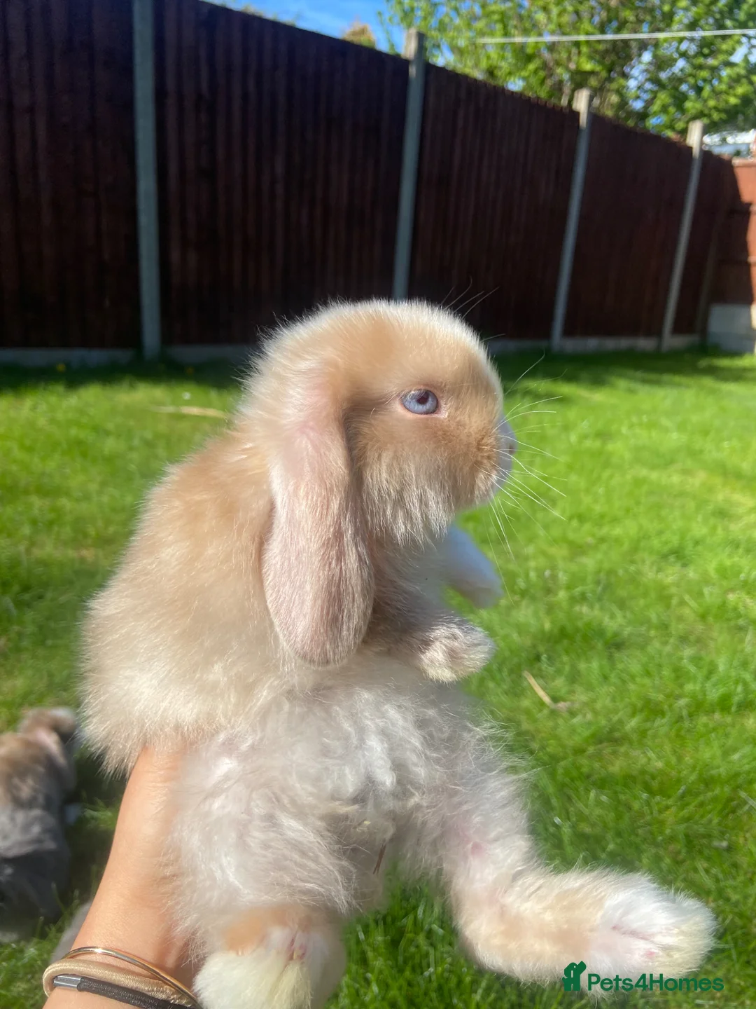 Mini Lop rabbits for sale: 4 beautiful mini lop girls - Advert 2