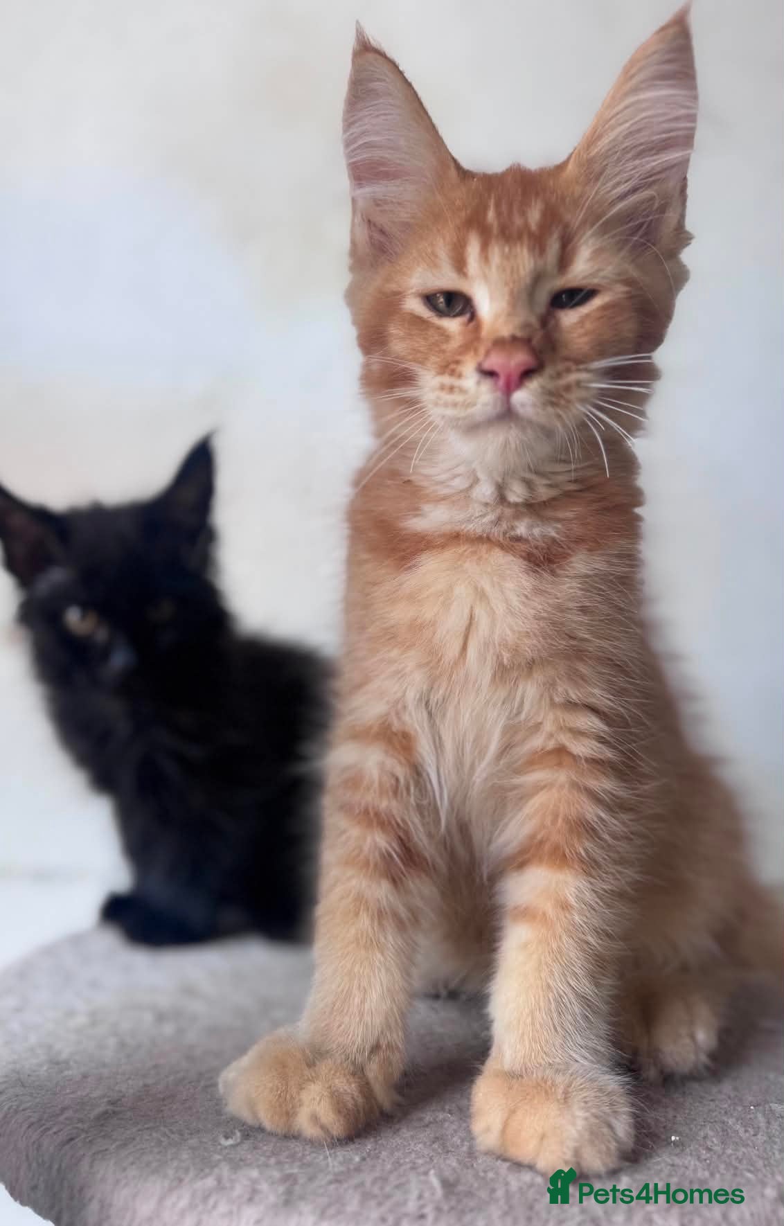 Maine Coon cats Maine Coon Registered kittens - Advert 1
