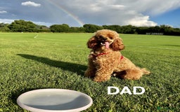 Cavapoo dogs for sale: Health checked cavapoo puppies - Image 4