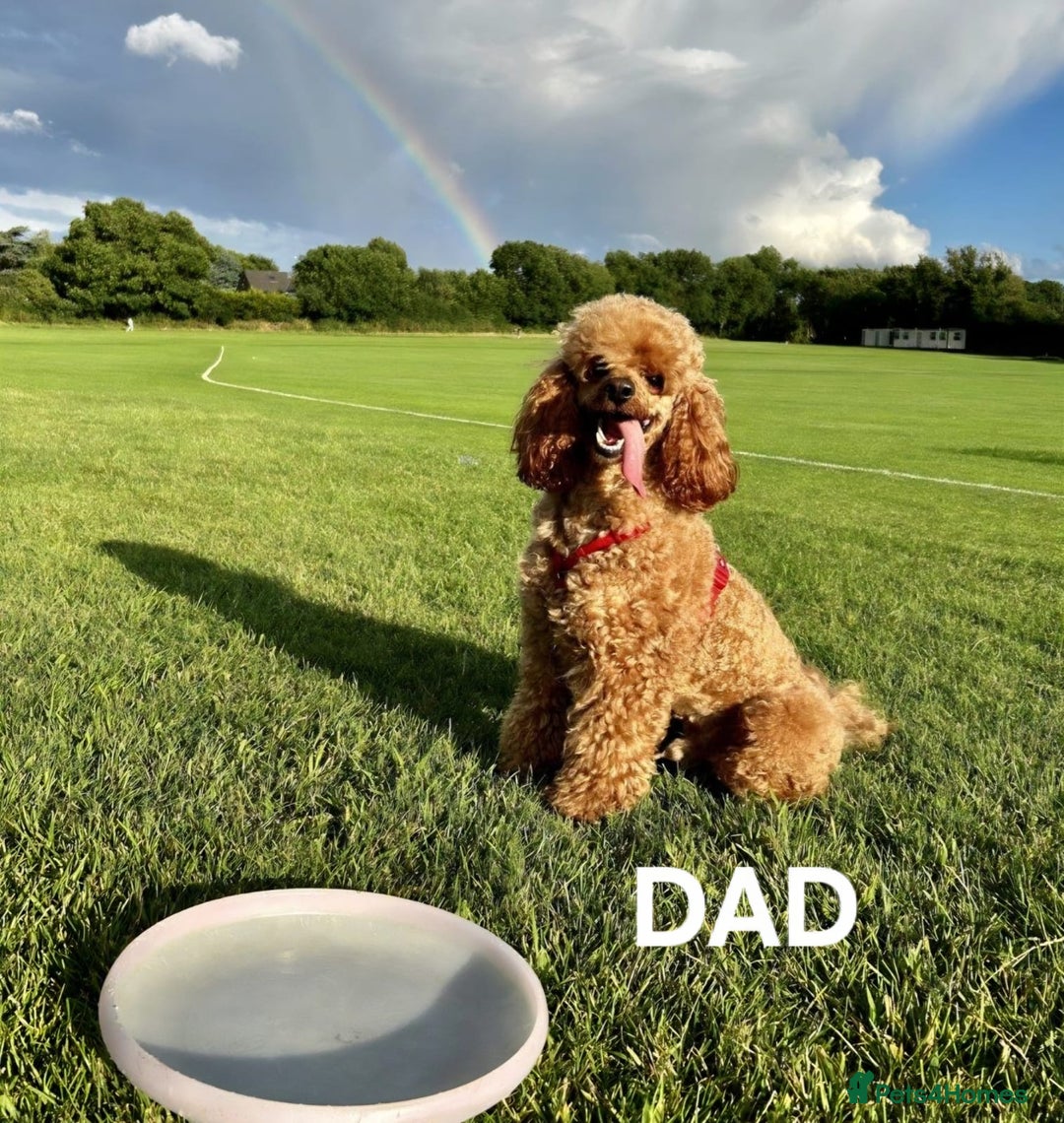 Cavapoo dogs for sale: Health checked cavapoo puppies - Image 4